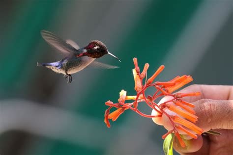 15 Smallest Birds in the World Ranked - Wildlife Explained