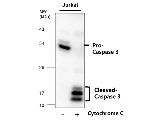 Caspase 3 p17/19 antibody (IR96-401) | iReal Biotechnology, Inc.