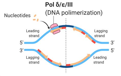 What Does The Dna Polymerase Enzyme Do at Jonathan Ochoa blog