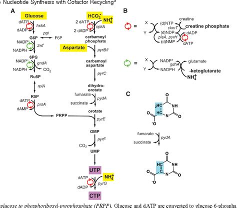 Figure 8 from Enzymatic de novo pyrimidine nucleotide synthesis ...