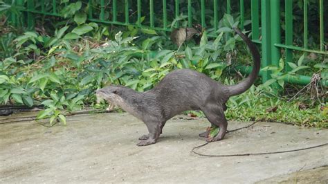 Smooth-coated Otter | MarkEisingBirding