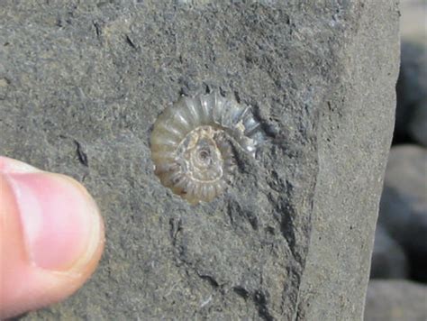 DISCOVERING FOSSILS | Lyme Regis (Dorset)