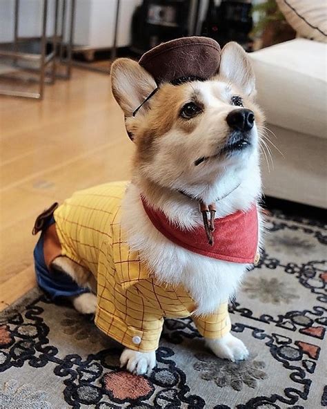 15+ Best Corgi Halloween Costumes That Are So Funny!