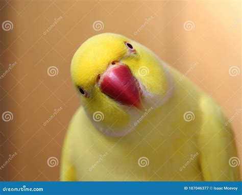 Yellow Indian Ringneck Parrot Stock Image - Image of biology, brightly ...