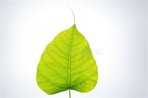 Bodhi leaf stock photo. Image of foliage, peepal, photosynthesis - 28293092