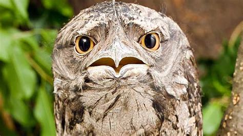 Your Life Will be Better After you Know About Frogmouths - YouTube