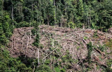 PENEBANGAN HUTAN UNTUK LAHAN PERKEBUNAN | ANTARA Foto