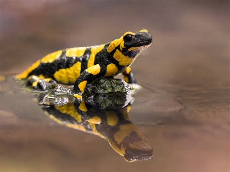 Fire Salamander - Natural History on the Net