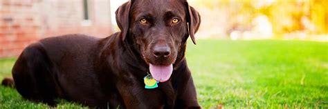 Chocolate Labrador For Adoption | PETSIDI