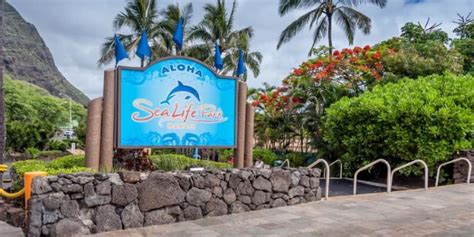 Sea Life Park Hawaii Tickets 2024 | Book TicketsToDo Online