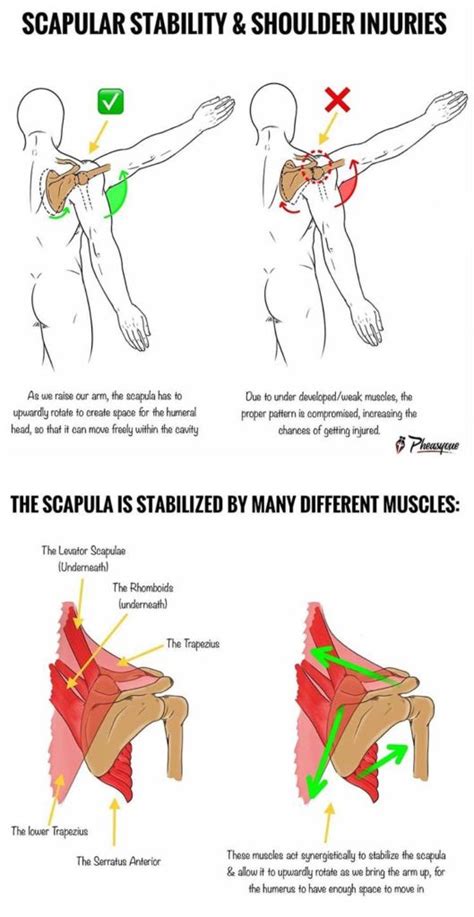 SCAPULAR STRENGTH & SHOULDER INJURIES