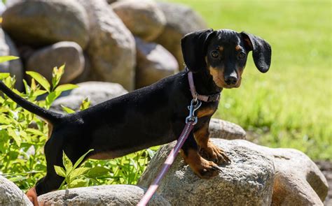 Dachshund Chihuahua Mix: Personality Traits & Facts