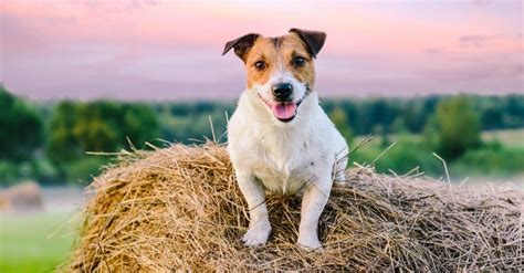 Types of Farm Dog Breeds — You’ll Love These Ranch Dogs! - IMP WORLD