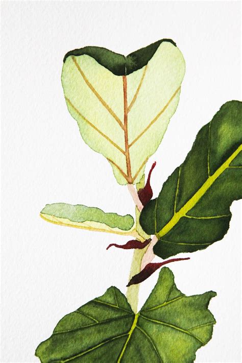 Fig Leaf Painting at PaintingValley.com | Explore collection of Fig ...