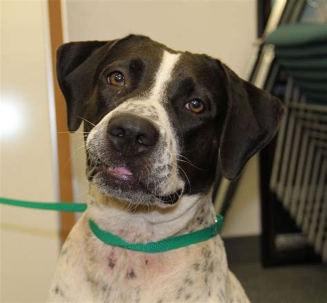 Meet Cookie! This is a perfect all around family dog. She is a black ...