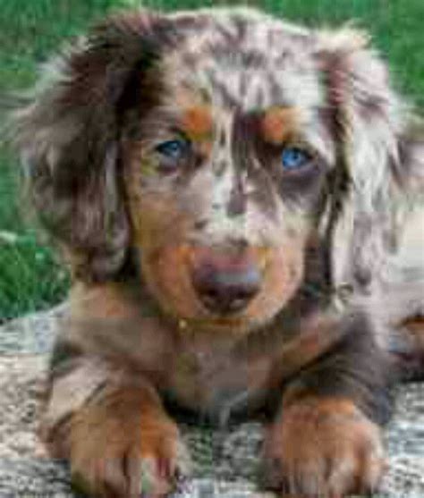 Chocolate blue merle Aussie :) | Dapple dachshund puppy, Dachshund ...