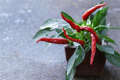 Organic Red Chili Pepper with Leaves Stock Photo - Image of ingredient ...