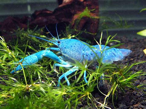 Aquatic Arts 1 Live Male Electric Blue Crayfish | Live Freshwater ...