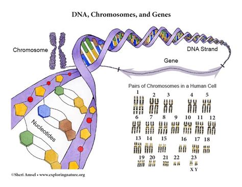 DNA, Chromosomes, and Genes - Illustrated