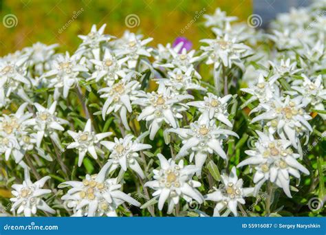 Edelweiss imagen de archivo. Imagen de estrella, foco - 55916087