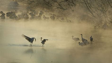 Bing image: Red-crowned crane - Bing Wallpaper Gallery