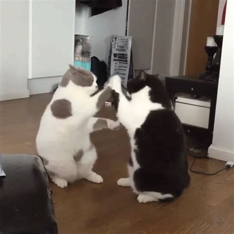 Kitties are boxing | Cat fight gif, Cute cat gif, Cat gif