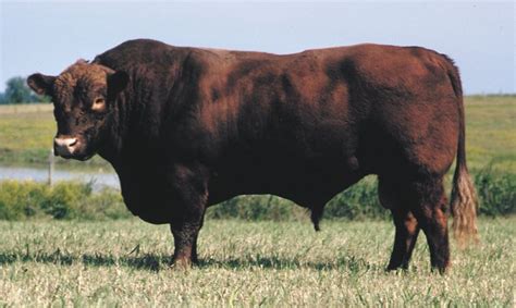 Angus | breed of cattle | Britannica