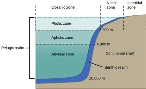 Ocean Zones Diagram | Quizlet