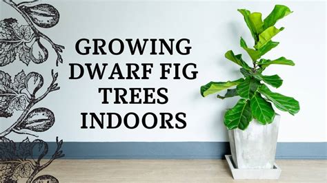 Growing Dwarf Fig Trees Indoors - Indoor Garden Tips