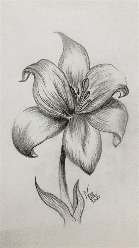 Pencil drawing Lily - Site Today | Pencil drawings of flowers, Nature ...