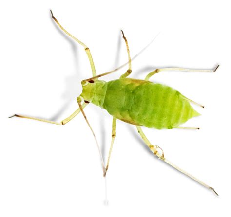 What Is An Aphid? | Aphid Facts | DK Find Out