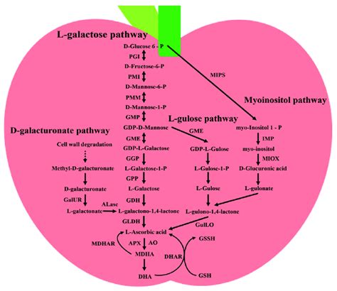 The AsA metabolic pathway in plants. The main pathways for ascorbic ...