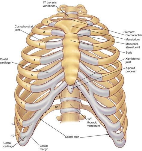 Vertebrochondral Ribs Number