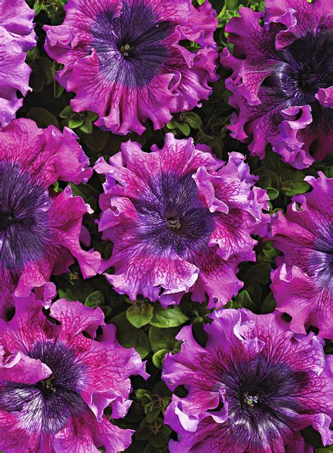 Petunias Superbissma Dark Purple Petunia Seeds