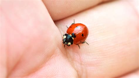 Are Ladybugs Poisonous to People or Pets? – RidMyCritters.com