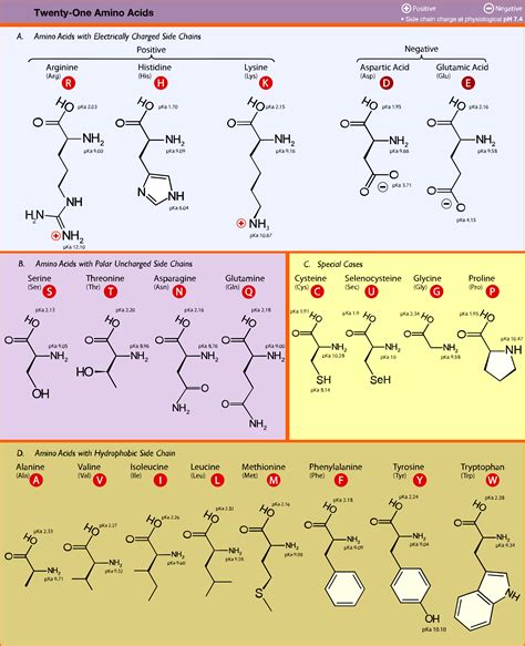 amino acids to protein chart – amino acid table – Brilnt