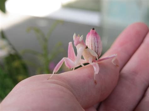 Pink Orchid Mantis Fact Sheet - C.S.W.D