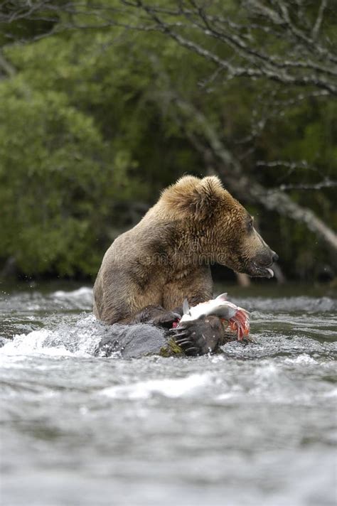 Brown bear eating salmon stock photo. Image of bear, viewing - 2059216