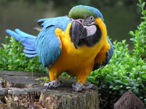 Blue and Yellow Macaw | Birdland Park & Gardens