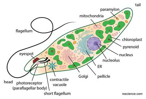 Microscopic Organisms in a Drop of Pond Water | Things under a ...