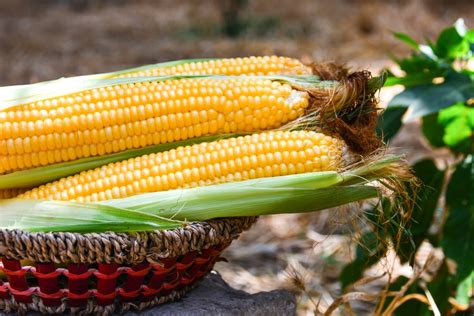 How to harvest sweetcorn - The English Garden