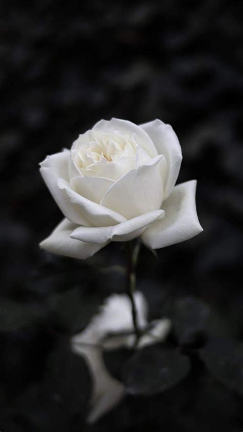 White Roses iPhone Wallpapers - Top Free White Roses iPhone Backgrounds ...