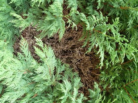 dryness - How should I do about dry patches in my Leylandii hedge ...