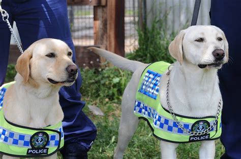 Police Dogs Farrah and Shari; two of the best new noses in the force ...