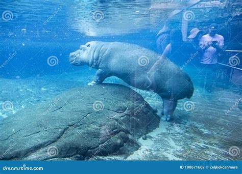 Large Hippo Underwater In San Diego Zoo Animal Habitat Enclosure ...