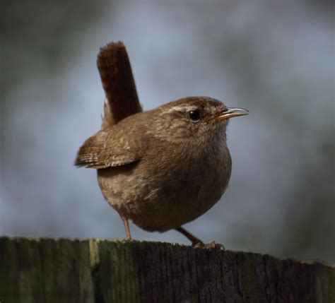 Jenny Wren | Birds, Wren, Bird