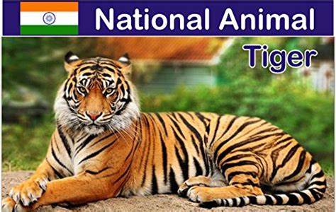 Dazzling Fridge Magnet-Indian National Animal Tiger-Pack of 4 : Amazon ...