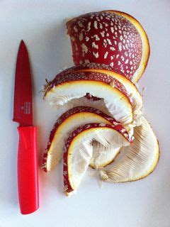 Amanita Muscaria – William Rubel