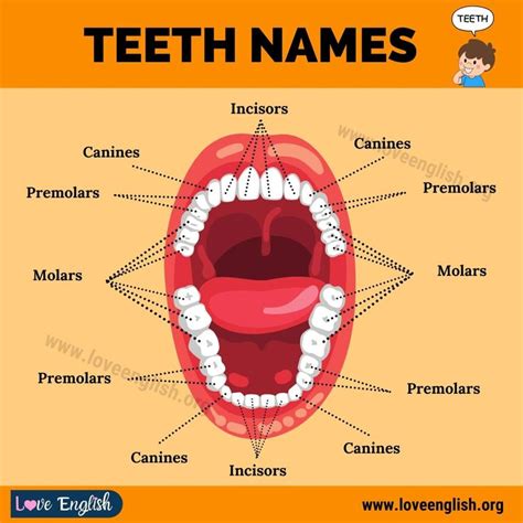 Teeth Names: 4 Different Types of Human Teeth and their Functions ...