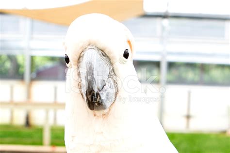 Cockatoo Parrot Stock Photo | Royalty-Free | FreeImages